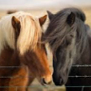 Meet your Posher, Alli